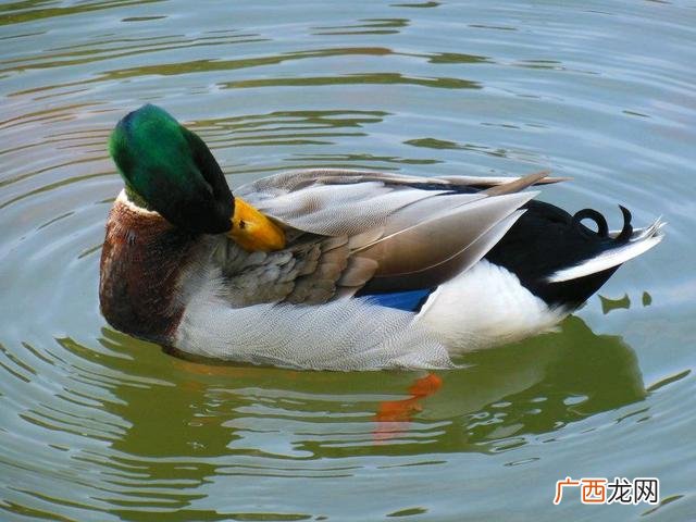 穷人创业一千元以下的 致富经创业项目