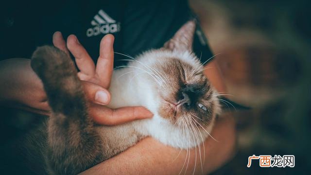 猫咖选址分析,猫咖创业背景