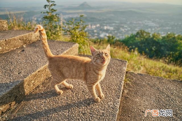 猫咖选址分析,猫咖创业背景