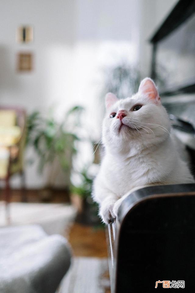 猫咖选址分析,猫咖创业背景